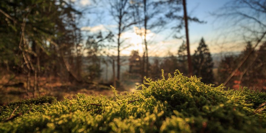 Green burials