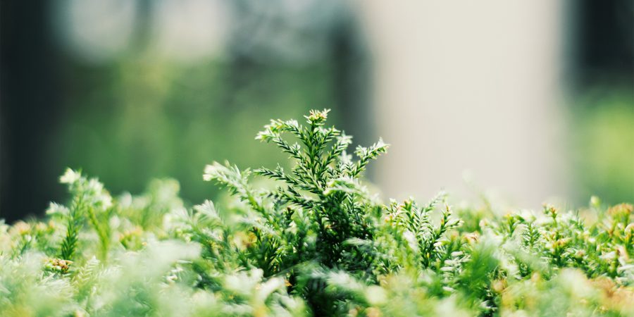 Some tips to make every day Earth Day