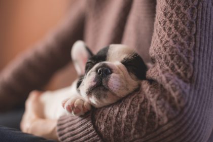 How much is that doggie in the window? Scam warning