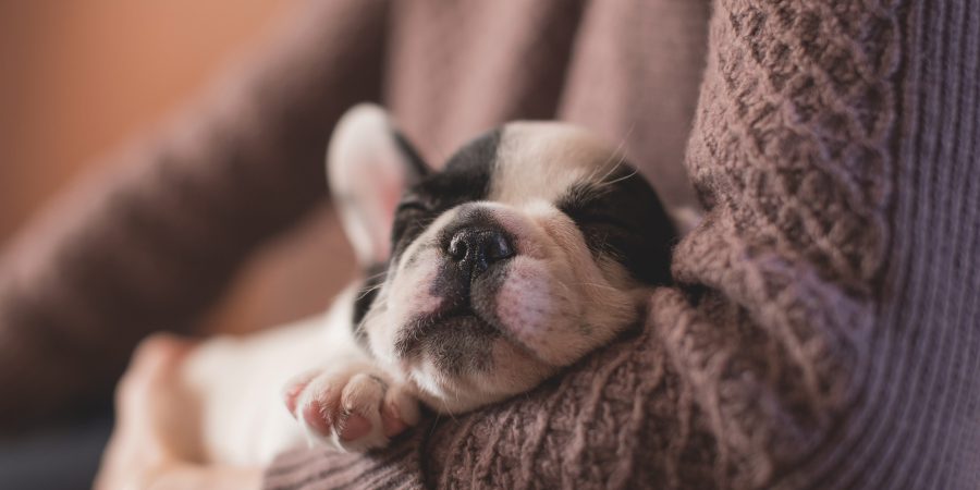 How much is that doggie in the window? Scam warning