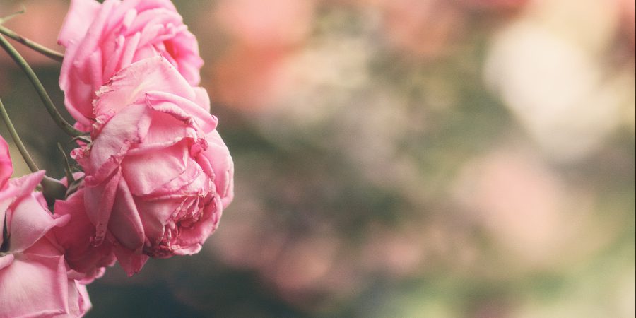 Pre-paying for your end-of-life arrangements…what’s right for you?