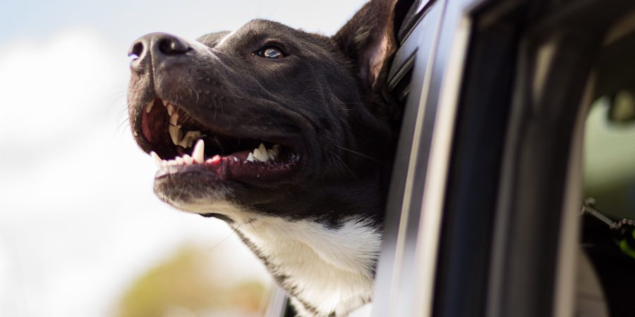 Travelling with your furry friend