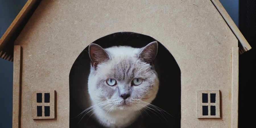 a cat sitting in a cat house, representing the renovation contract mentioned in the blog
