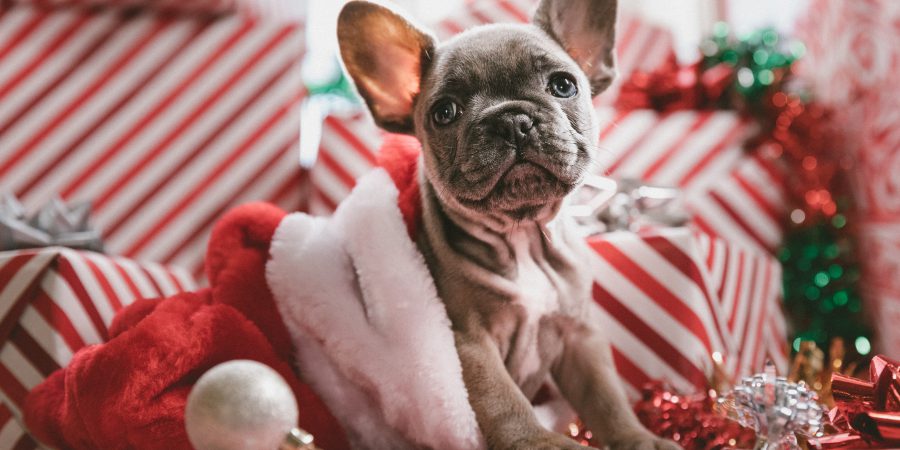 A dog crawling out of a stocking on a pile of christmas gifts