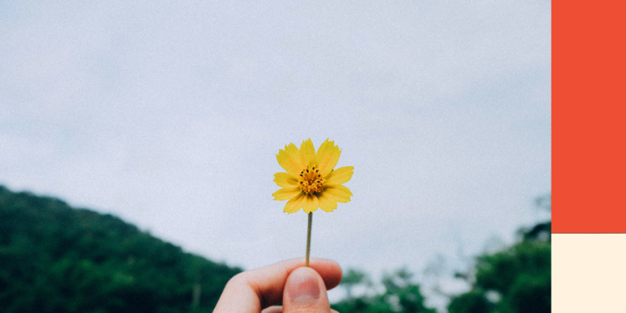 A hand holds a flower out infront of a field. Image for a blog post on 4 ways to manage debt