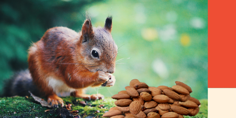 A squirrel stands over a pile of nuts. Image for a blog post on 3 simple steps to create a budget.