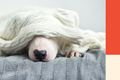 A dog hides under a blanket. Image for a blog post about how to get the calls to stop