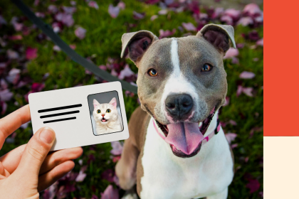 A dog smiles next to a photo of a cat. The image for a blog post of what to do if a debt isn't yours