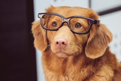 A dog wearing glasses, looking at their credit report