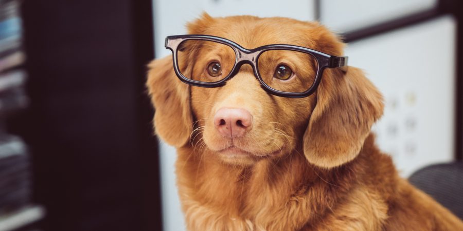A dog wearing glasses, looking at their credit report