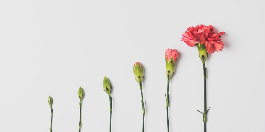 6 flowers in a row in different stages of bloom, representing someone improving their credit score.