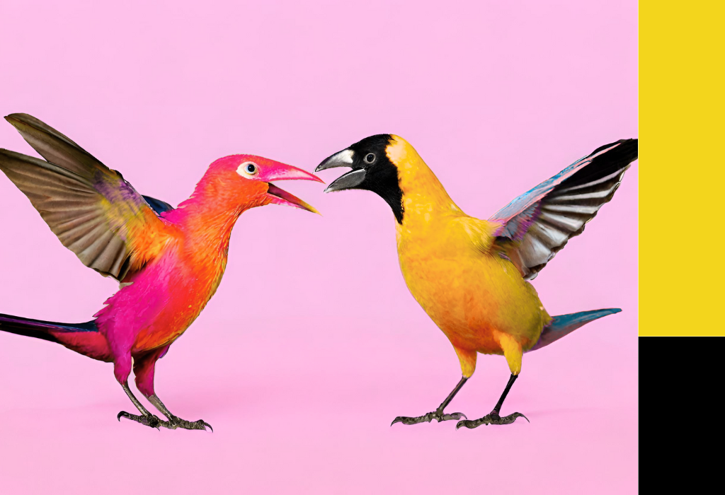 Two birds facing each other with their beaks open like they are fighting. Image for a resources page about how to dispute a debt.