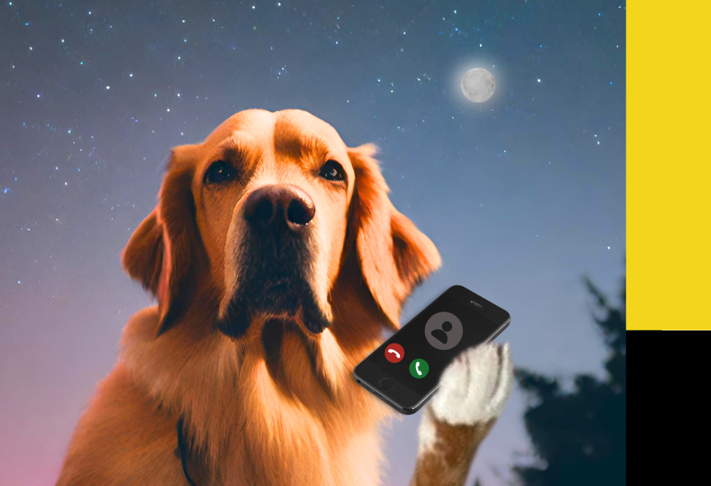 A dog holding a cell phone. Image for a resources page about the rules collectors must follow in BC.