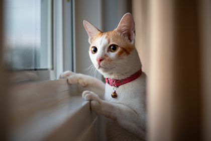 Cat looking out a window, possibly waiting for a package to arrive - Online orders: who is responsible when your package doesn't arrive?
