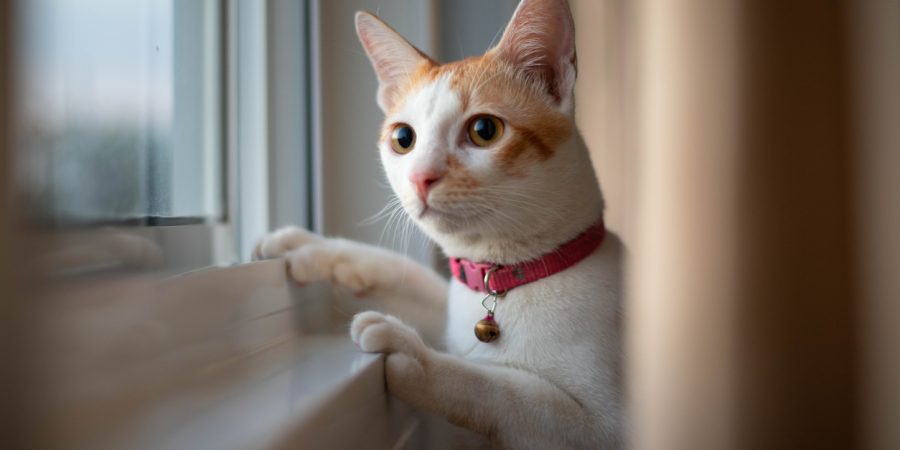 Cat looking out a window, possibly waiting for a package to arrive - Online orders: who is responsible when your package doesn't arrive?